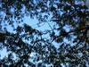 Thumbnail of Photo Number 244