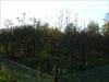 Thumbnail of Photo Number 260