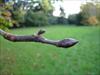 Thumbnail of Photo Number 261