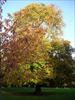 Thumbnail of Photo Number 262
