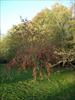 Thumbnail of Photo Number 268
