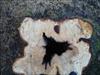 Thumbnail of Photo Number 279